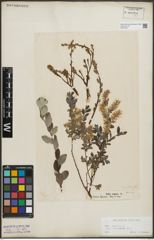 Foto von Salix repens subsp. incubacea (L.) A. Neumann